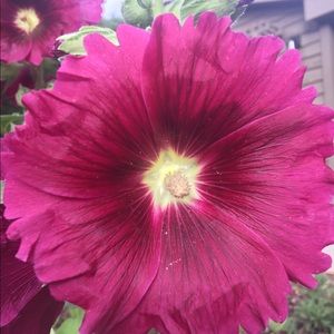 Meet your Posher, Sheila